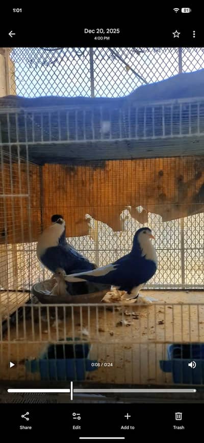 jerman sheraze jambo size breder pair