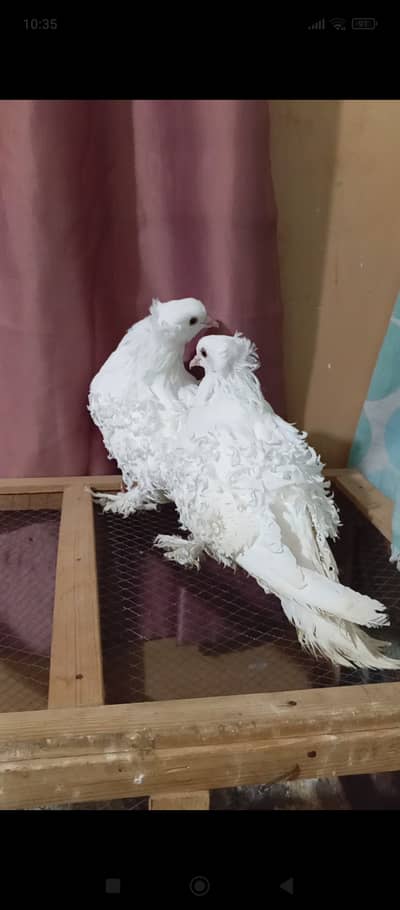 Fancy pigeons for sale