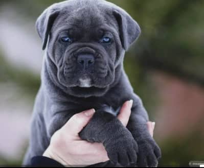 Original Cane Corso Puppies Original | Healthy & Powerful/ CANE CORSO