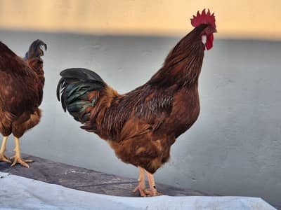 RiR male, Golden Buff, Ayam Cemani, Sussex Chicks