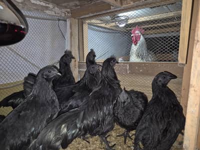 RiR male, Golden Buff, Ayam Cemani, Sussex Chicks