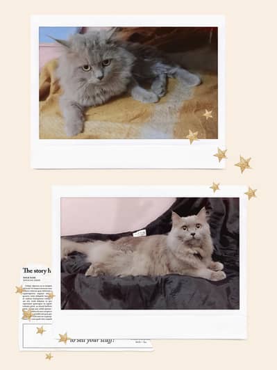 Gift Pair of Cats to Family & Friends, 0307,0133,687