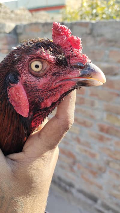 Aseel Mianwali Breed