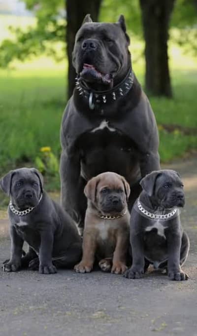 Original Cane Corso Puppies Original | Healthy & Powerful/ CANE CORSO