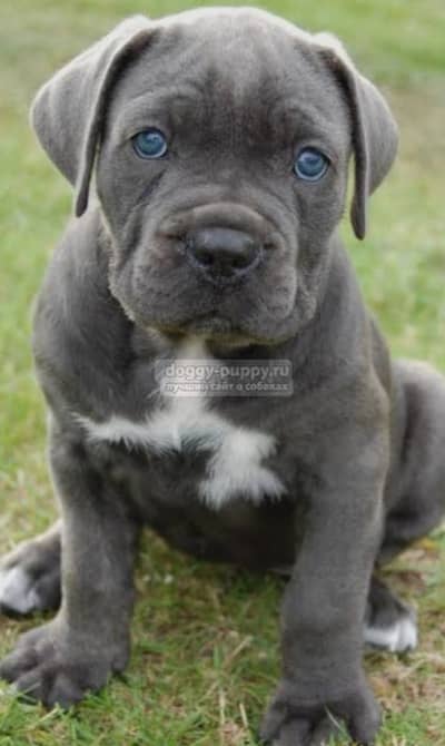 Cane Corso Puppies/ Original | Healthy & Powerful/ CANE CORSO