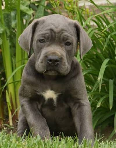 Original Cane Corso Puppies Original | Healthy & Powerful/ CANE CORSO
