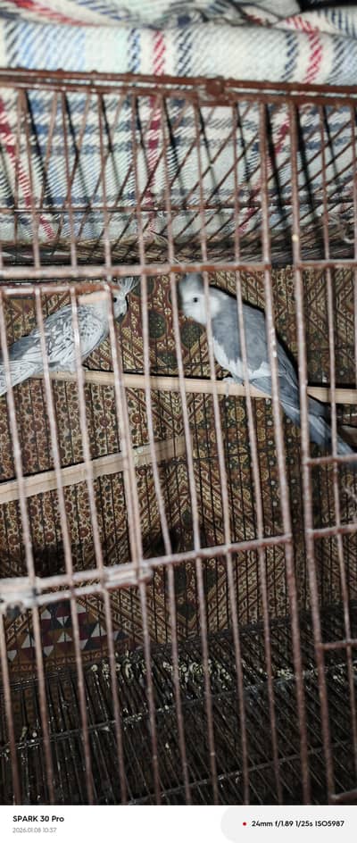cockatiel bird pair