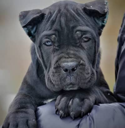 Original Cane Corso Puppies Original | Healthy & Powerful/ CANE CORSO