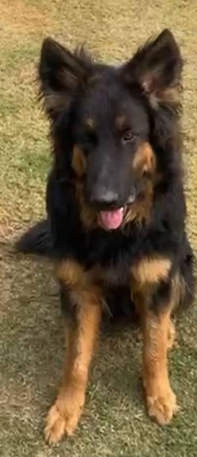 Gsd/ German shepherd dog/male/imported/pup