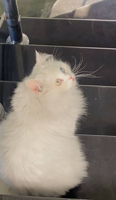 Odd eyes Persian cat