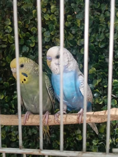 Budgies, Australian parrots for sale