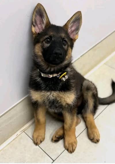 German Shepherd for sale only Whatsapp number 03313091930