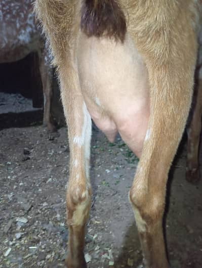 daed kilo dood Wali bakri 03141446467