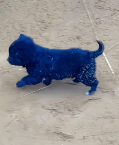 Diuble coat long hair puppi