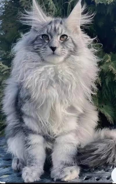 MAINE CONE KITTENS/ IMPORTED KITTENS MAINE CONE