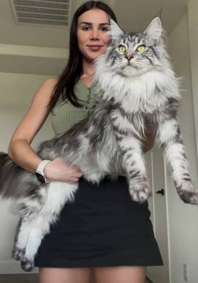 MAINE CONE KITTENS/ IMPORTED KITTENS MAINE CONE