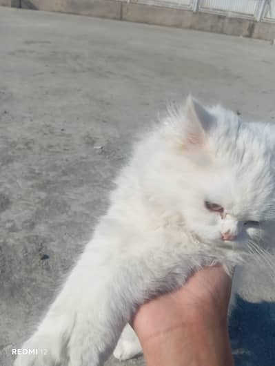 Pershion triple coat