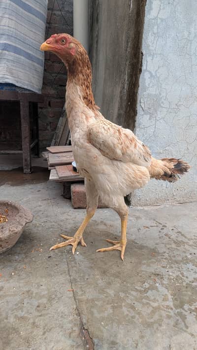 2 female ek male for sale