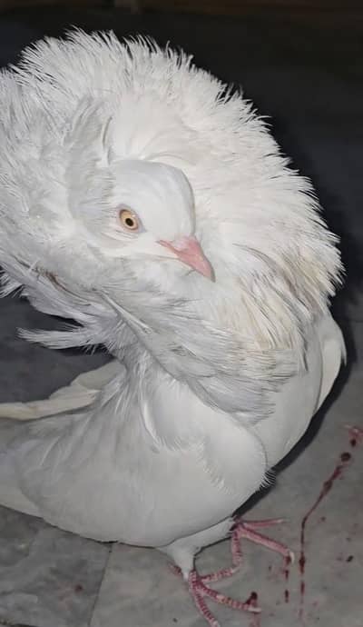 Paper white king size nakahb phosh vip pigon