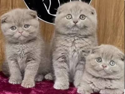 SCOTISH FOLD KITTENS/IMPORTED KITTENS / SCOTISH FOLD IMPORTED KITTENS