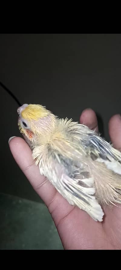 cocktail chicks for sale