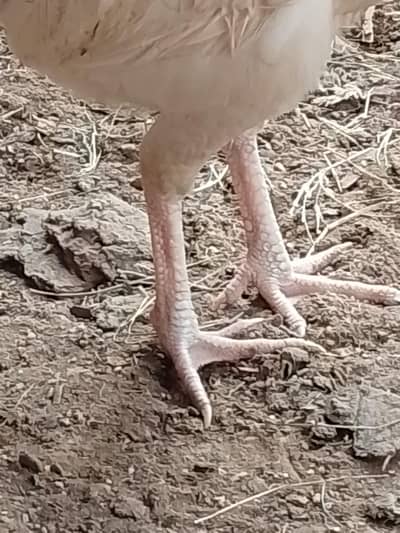 one male hen and one female hen