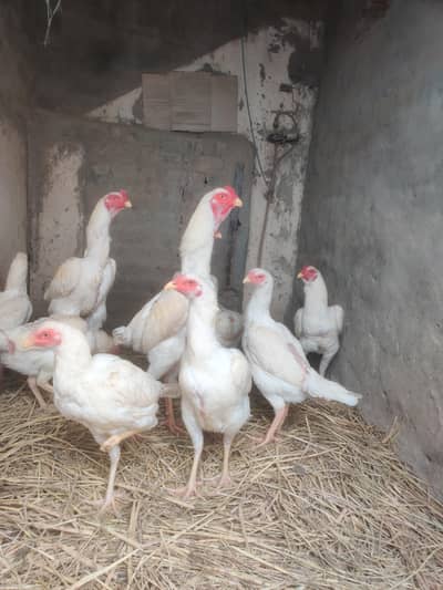 white O shamo fresh breeders