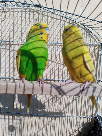 Beautiful pair of budgerigar parrots (Green and Yellow) Health parrots
