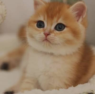 BRITISH SHORTHAIR KITTENS/ IMPORTED KITTENS/ BRITISH SHORTHAIR KITTEN
