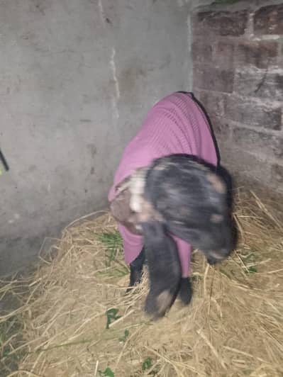 Femal phat bacha for sale