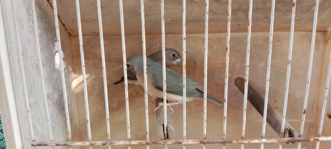 Blue Gouldian Pathay