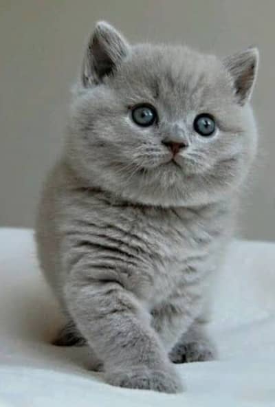 BRITISH SHORTHAIR KITTENS/ IMPORTED KITTENS/ BRITISH SHORTHAIR KITTE
