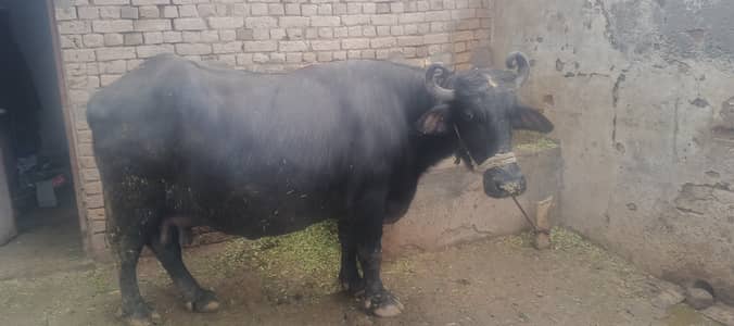 Bhans for sale whatsapp 0/3/4/8/5/2/7/6/1/1/2