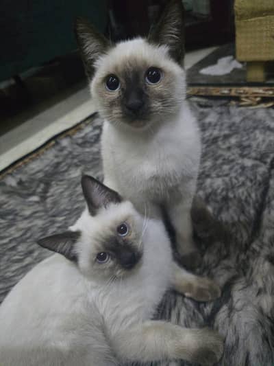 Beautiful Vaccinated Pure pedigree Siamese Kittens
