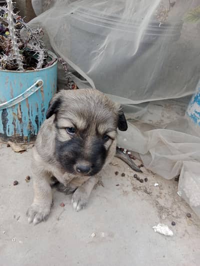 Asian Shefferd, Turkish Kangle