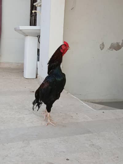 shoqeen bhai sirf rabta karey