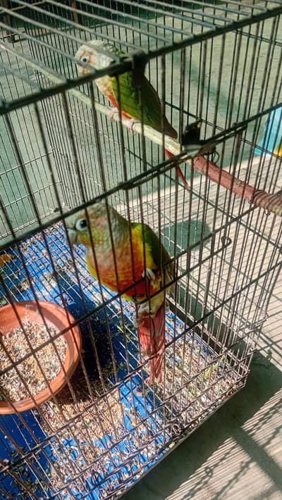 pineapple conure pair