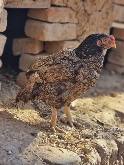 Amroha and marti blood lion