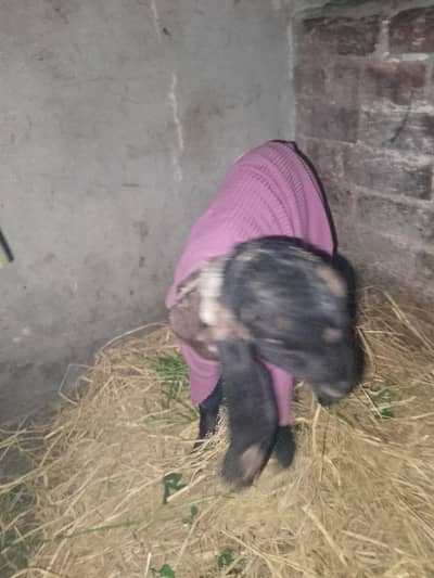 bakri ka bacha femal for sale
