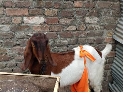 1 bakri sath 1 bacha male