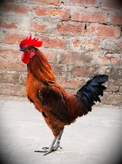 golden misri hens healthy and active