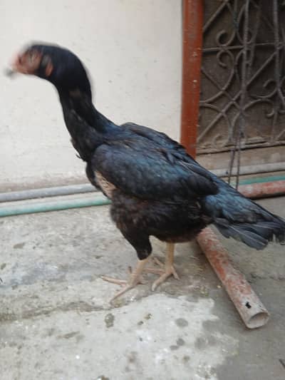 exchange posible high quality murghian