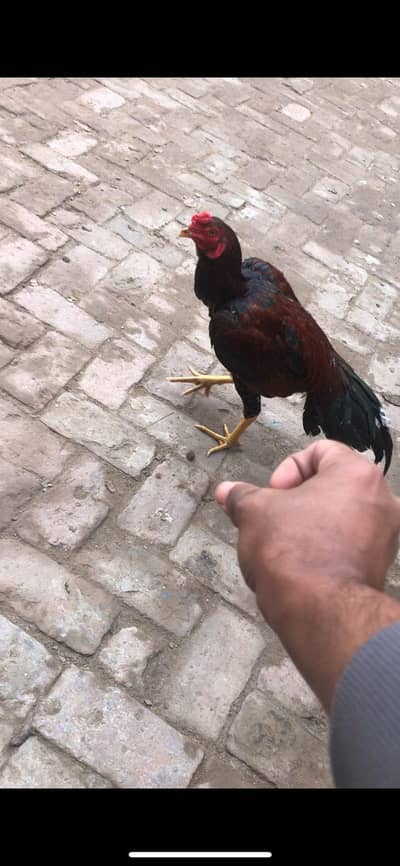 Red Lakha murga patha cross , breed ky liye ready