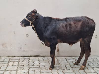 Desi Cross Bachra  گاے کا بچھڑ ا