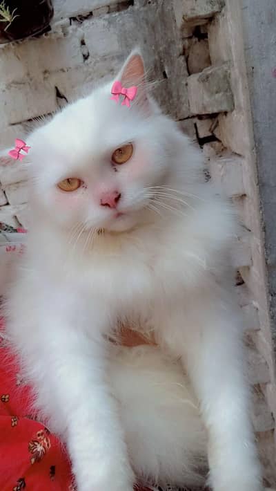 triple coated Persian cat