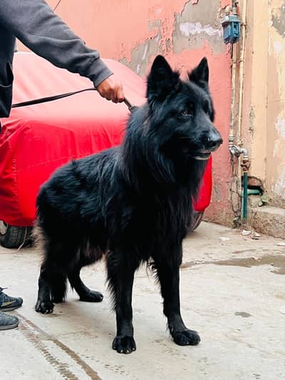 Black Shepherd Male & Female