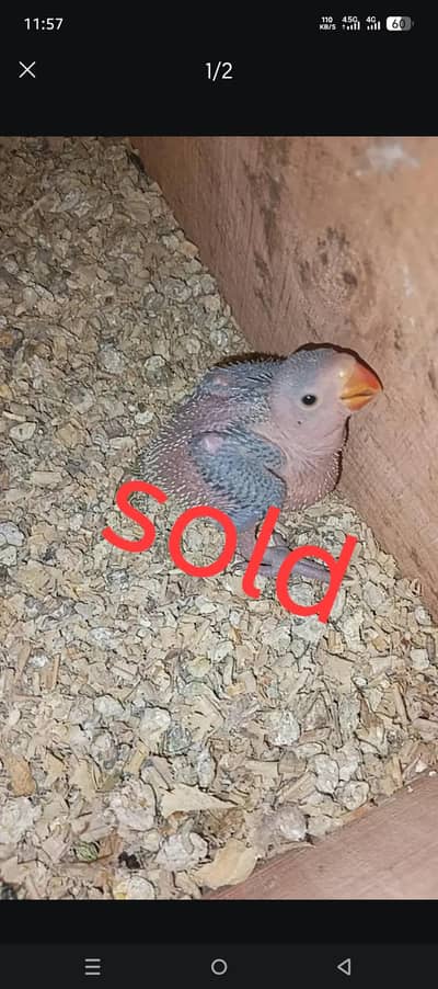 ringneck chicks available home breed