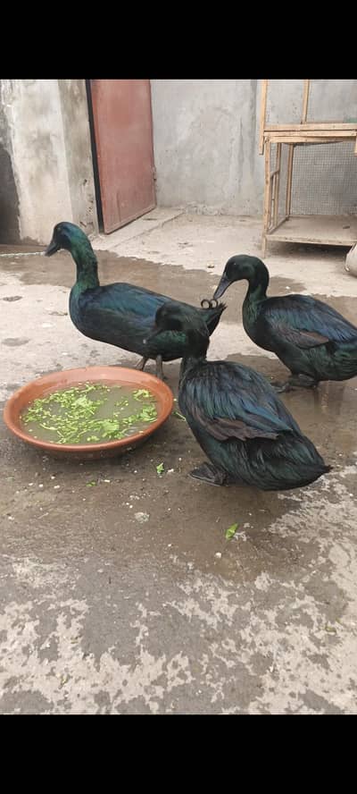black caugha breeder pair