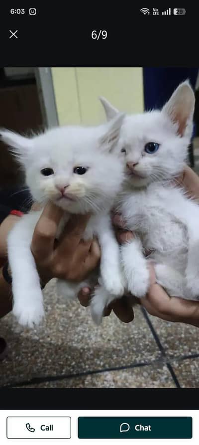 White Cat Pair Baby
