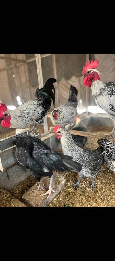 Egg laying Hens For Sale